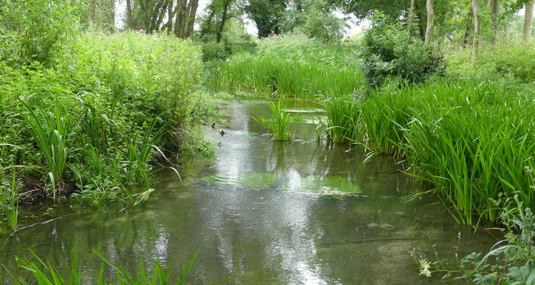 River Leach