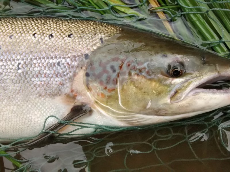 How to catch a&nbsp;fish