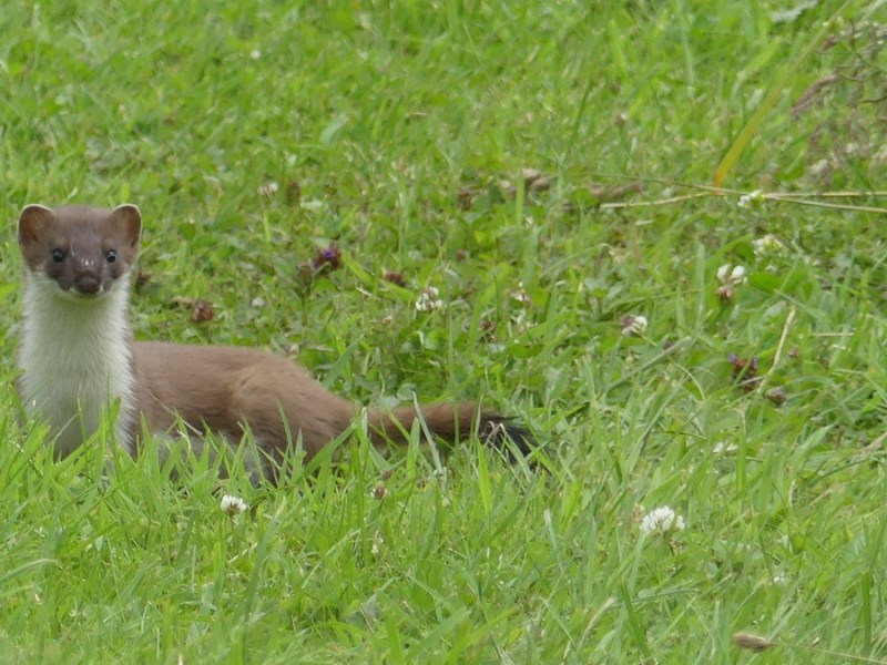 Wildlife on the river&nbsp;bank