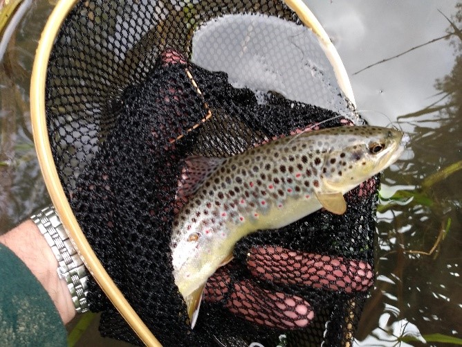 Wild brown trout