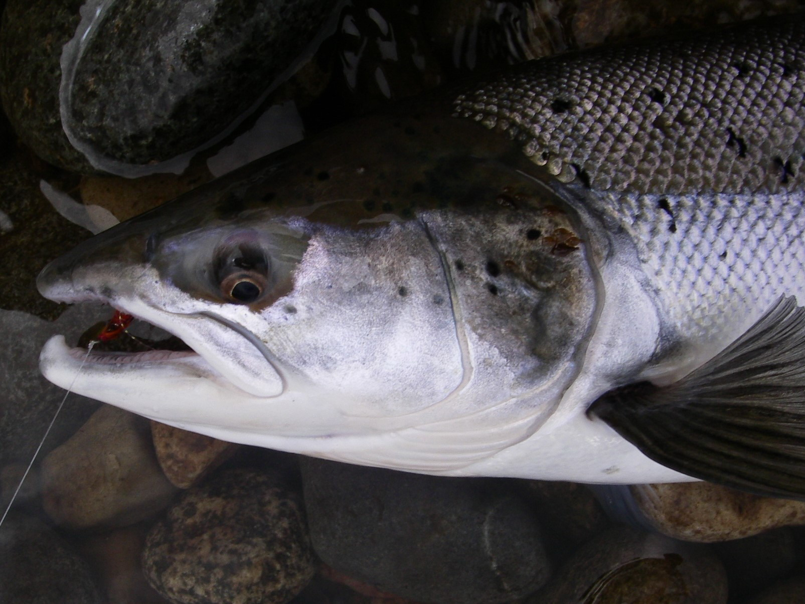 Salmon caught on the fly