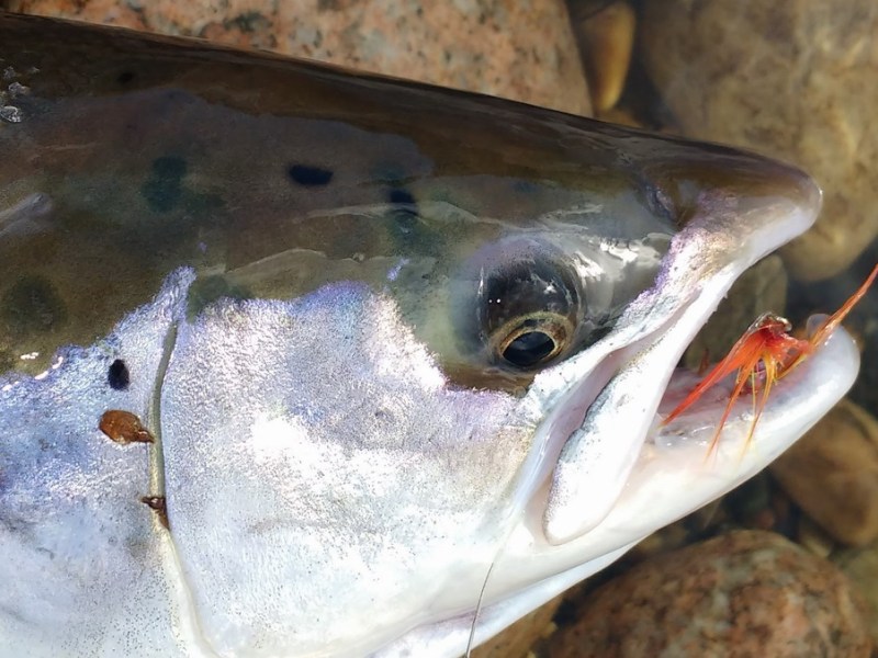 Spring salmon flies for the new&nbsp;season