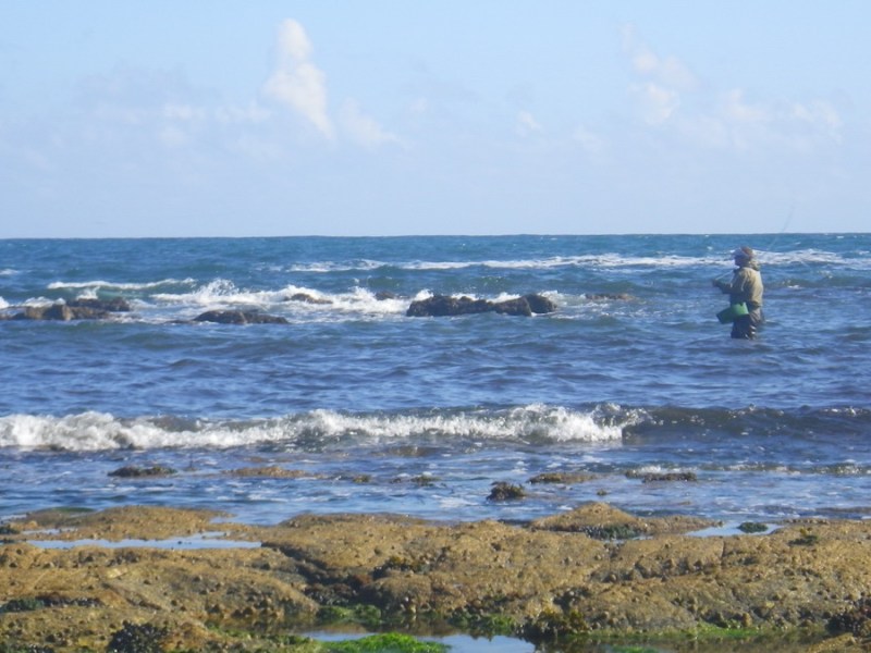 Confidence choices for sea&nbsp;bass