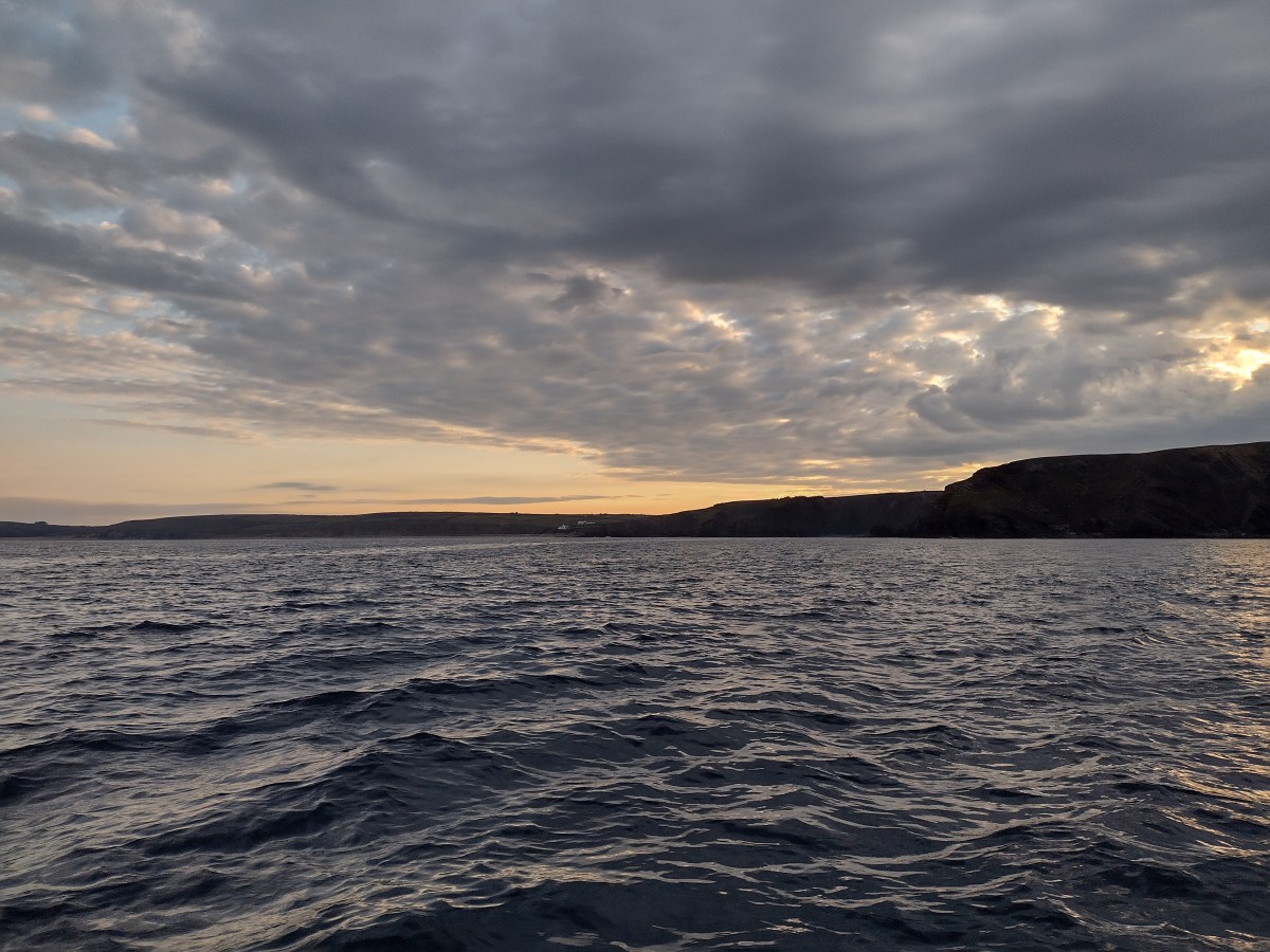 The elusive sea&nbsp;bass